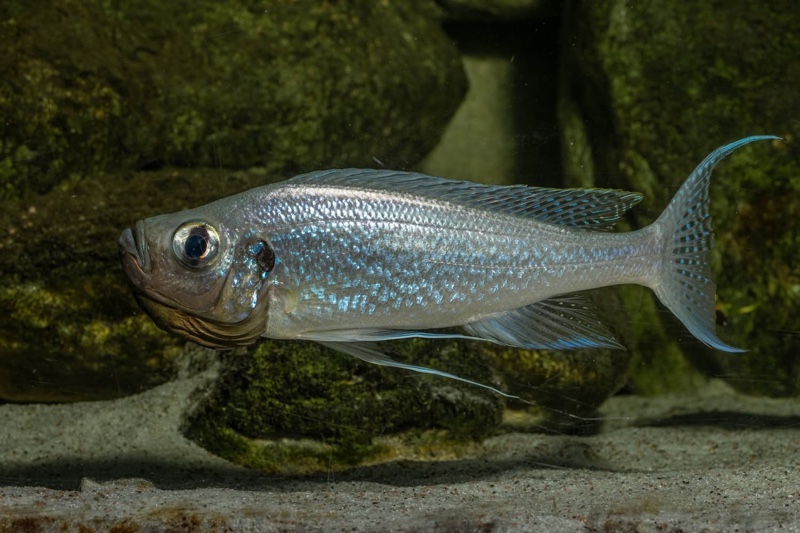 Haplotaxodon microlepis 'Cape Kabogo'